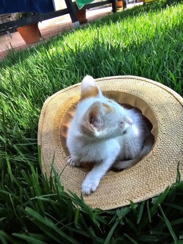 Fito - Chat à adopter - photo 3