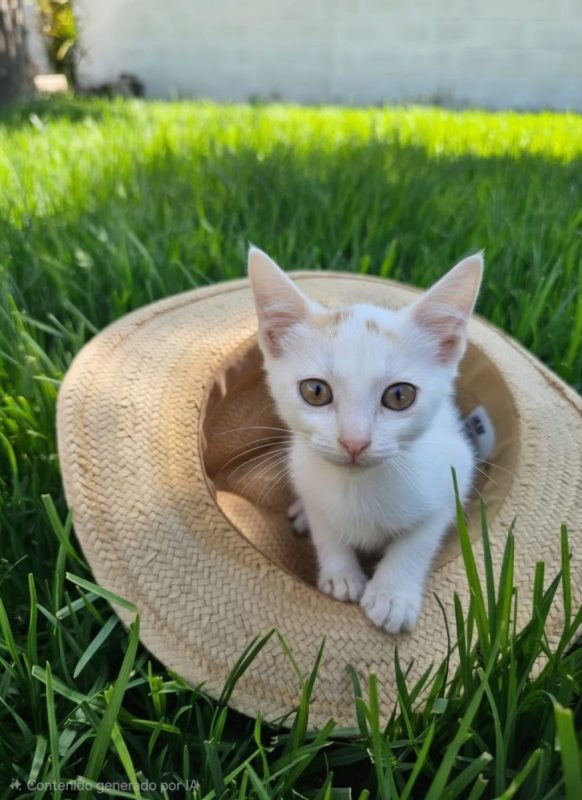 Fito - Chat à adopter