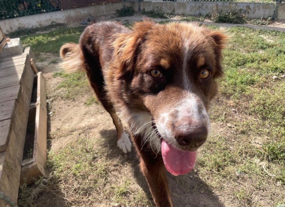 Thor - Chien à adopter