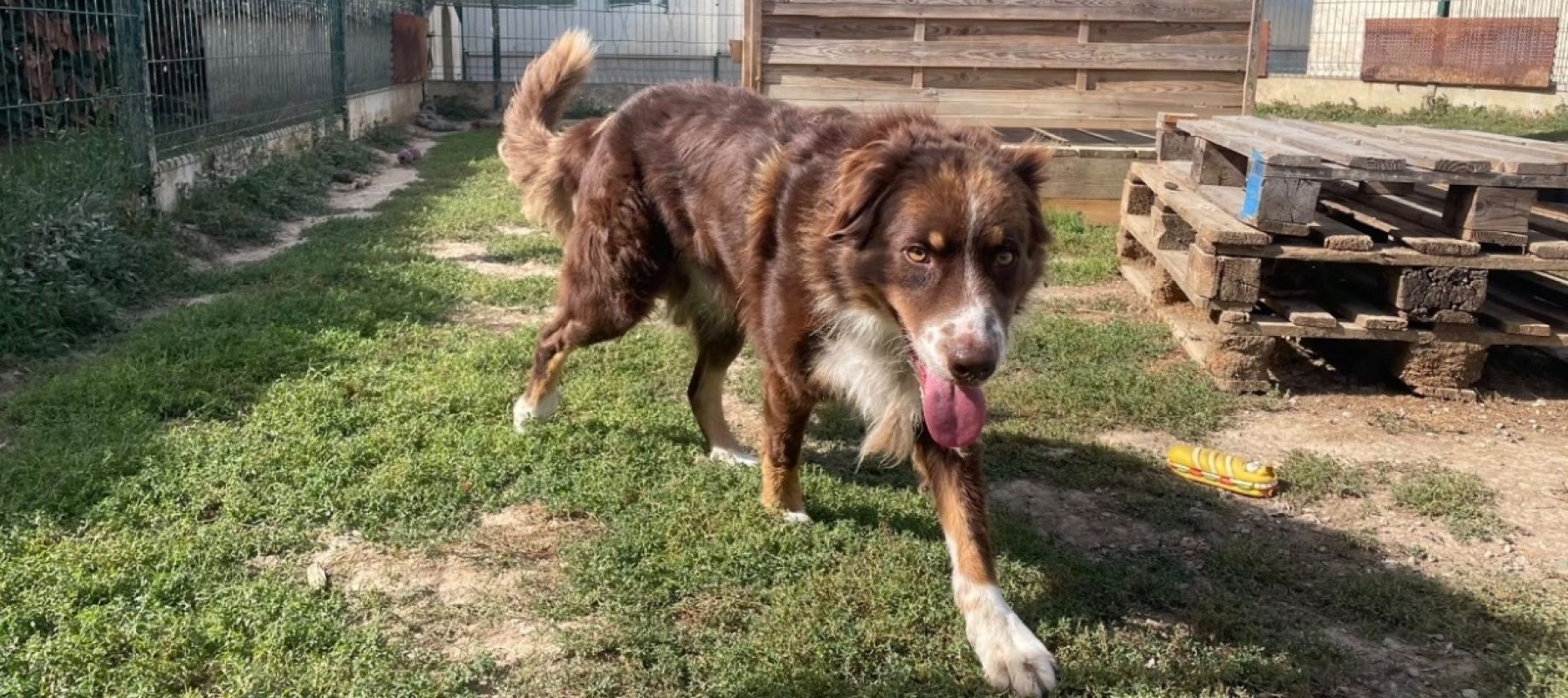 Thor - Chien à adopter - photo 2