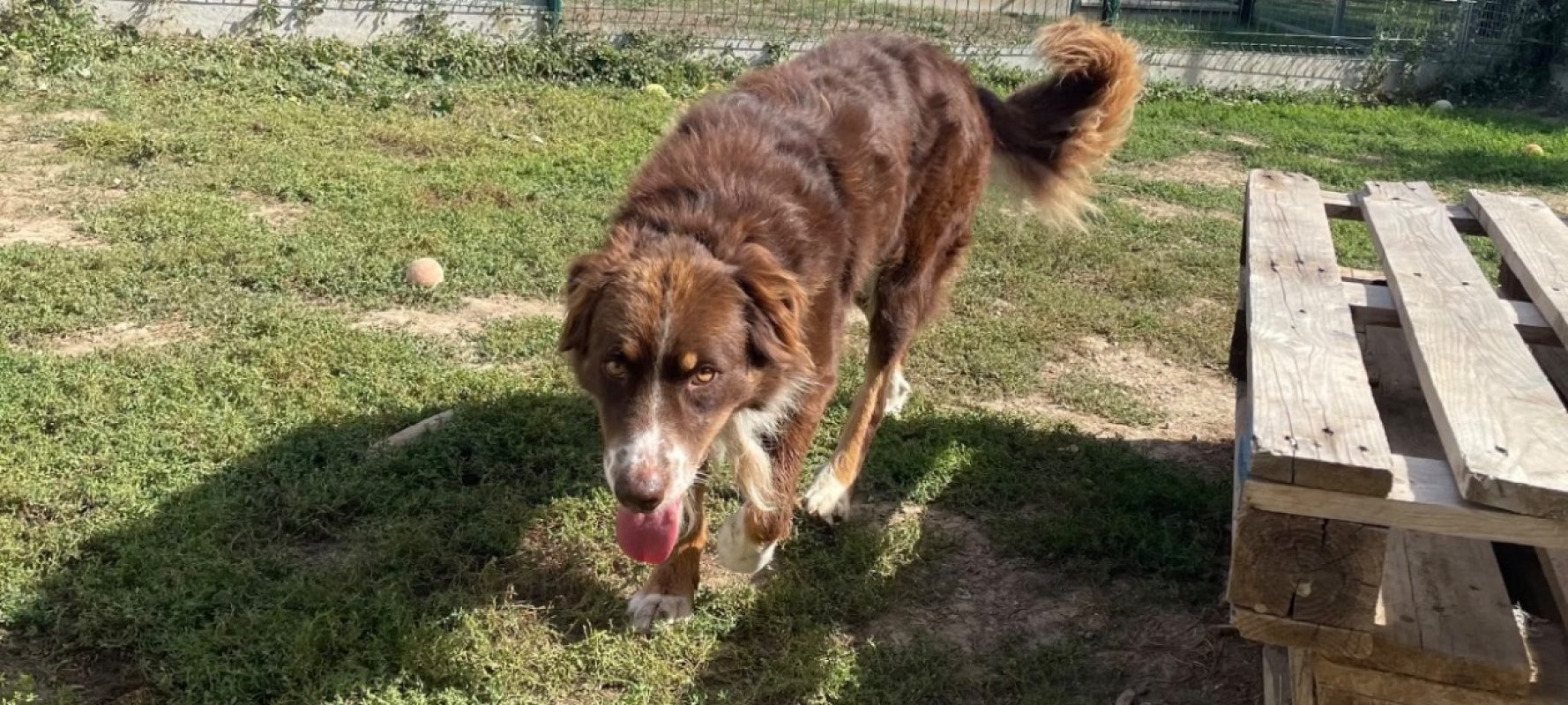 Thor - Chien à adopter - photo 3