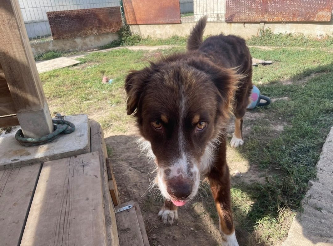 Thor - Chien à adopter - photo 4