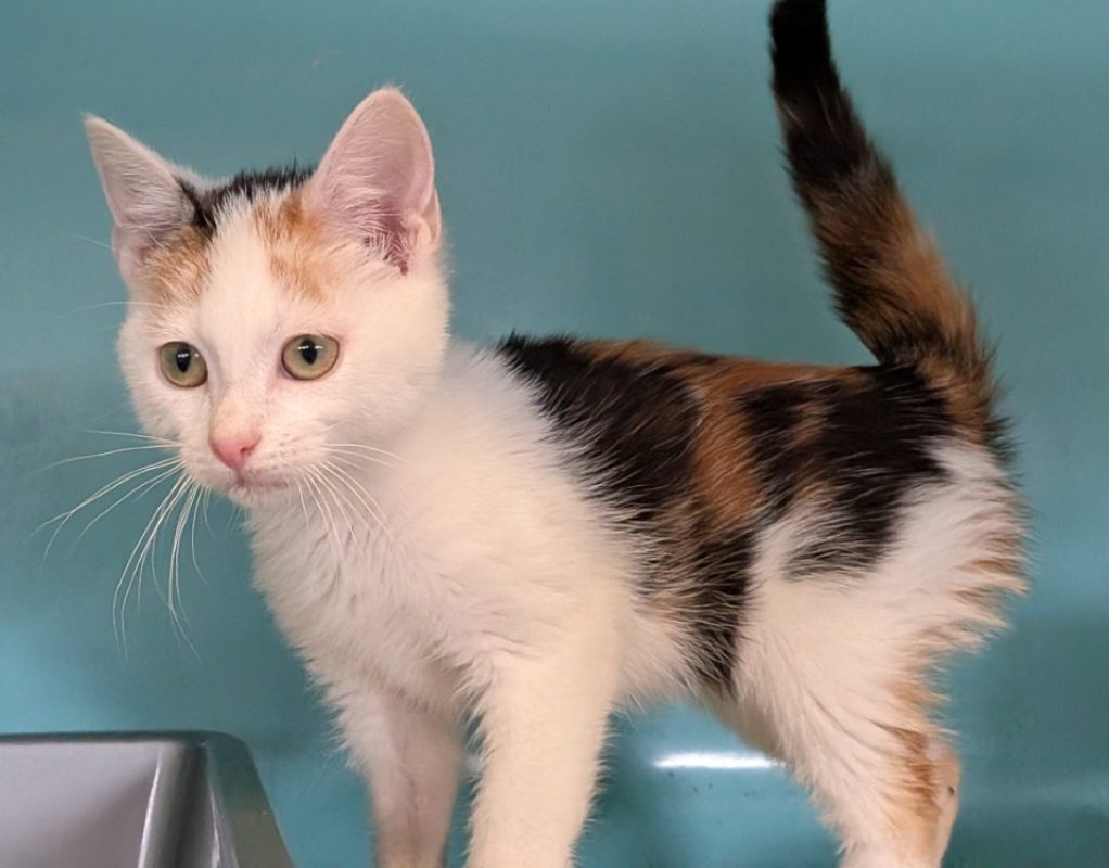 Bentley - Chat Européen à adopter