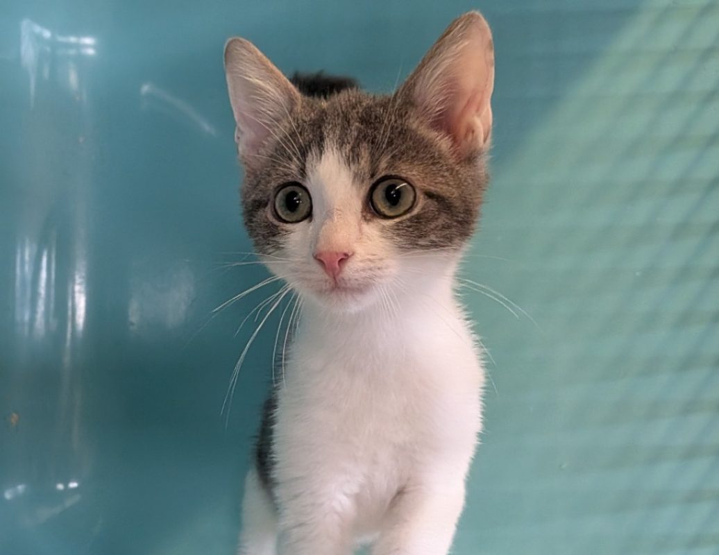 Mochy - Chat Européen à adopter