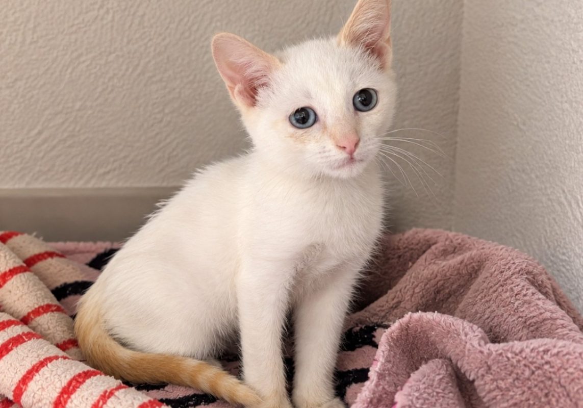 Frankenweenie - Chat Européen à adopter