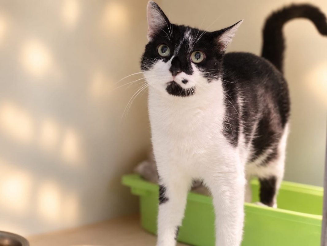 Isia - Chat Européen à adopter