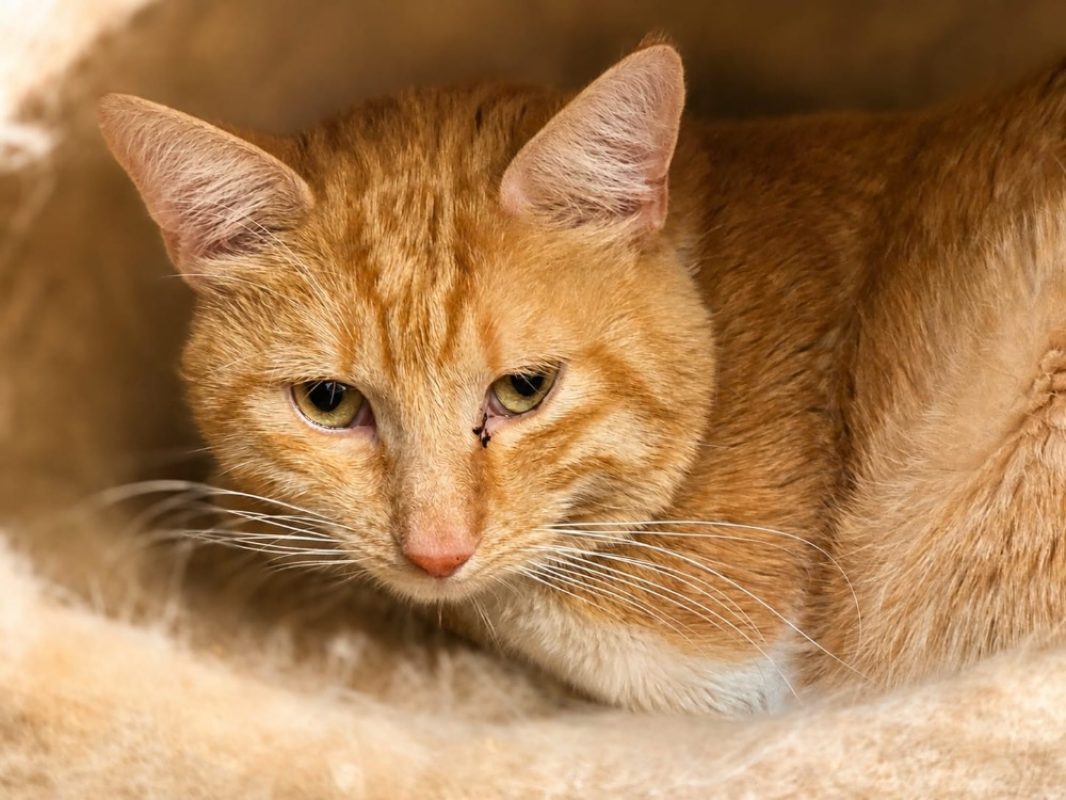 Pesto - Chat Européen à adopter - photo 2