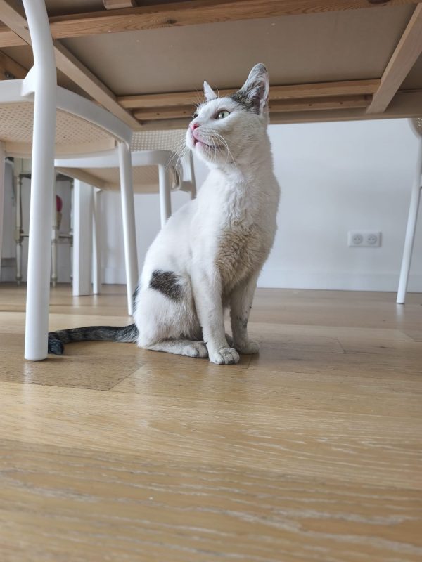 Neige - Chat Européen à adopter - photo 3