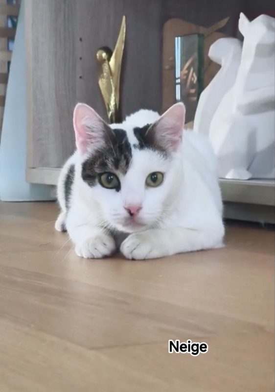 Neige - Chat Européen à adopter - photo 2