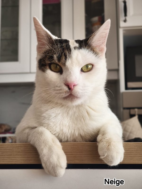 Neige - Chat Européen à adopter