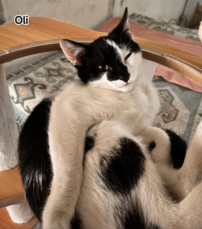 Oli - Chat Européen à adopter