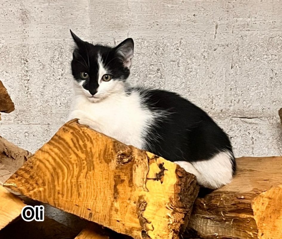 Oli - Chat Européen à adopter - photo 2