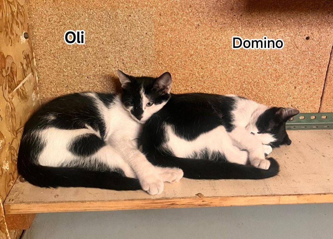 Oli - Chat Européen à adopter - photo 3