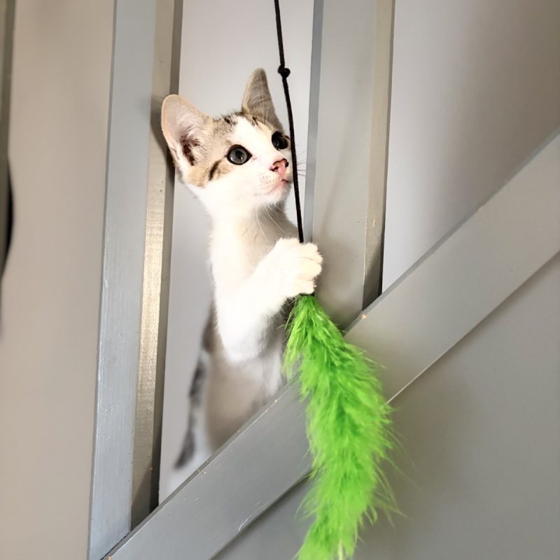 Picanha - Chat Européen à adopter