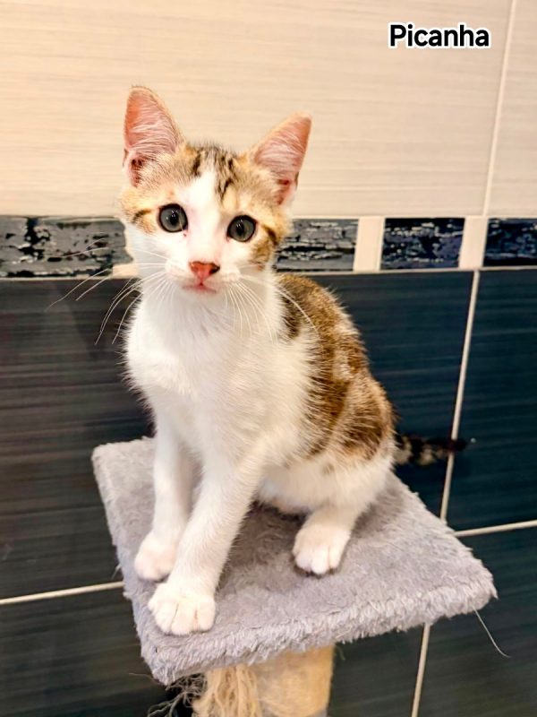 Picanha - Chat Européen à adopter - photo 3