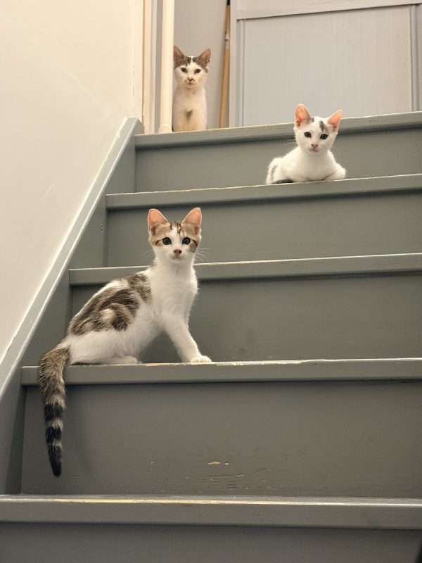 Picanha - Chat Européen à adopter - photo 5