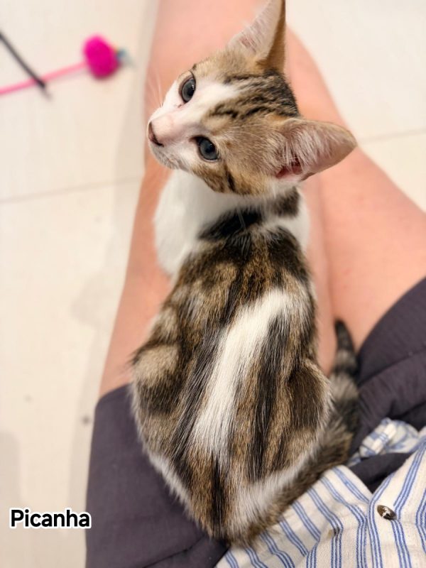 Picanha - Chat Européen à adopter - photo 4