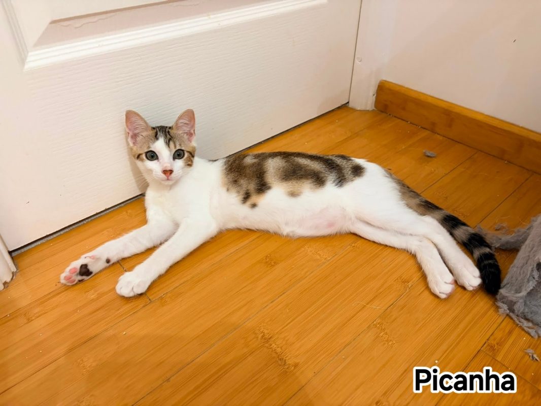 Picanha - Chat Européen à adopter - photo 2