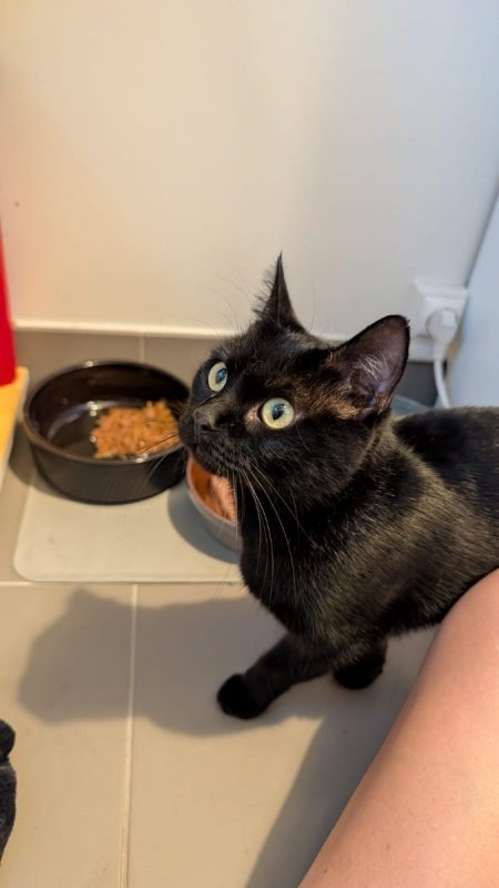 Ama - Chat Européen à adopter - photo 4