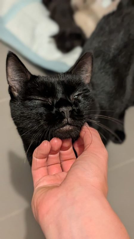 Ama - Chat Européen à adopter - photo 3