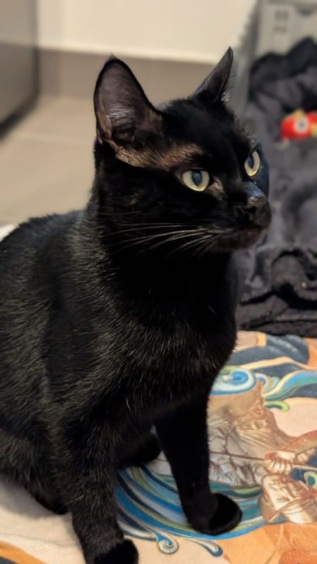 Ama - Chat Européen à adopter - photo 5