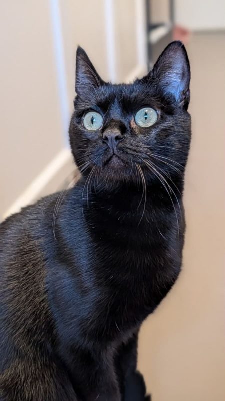 Ama - Chat Européen à adopter - photo 2