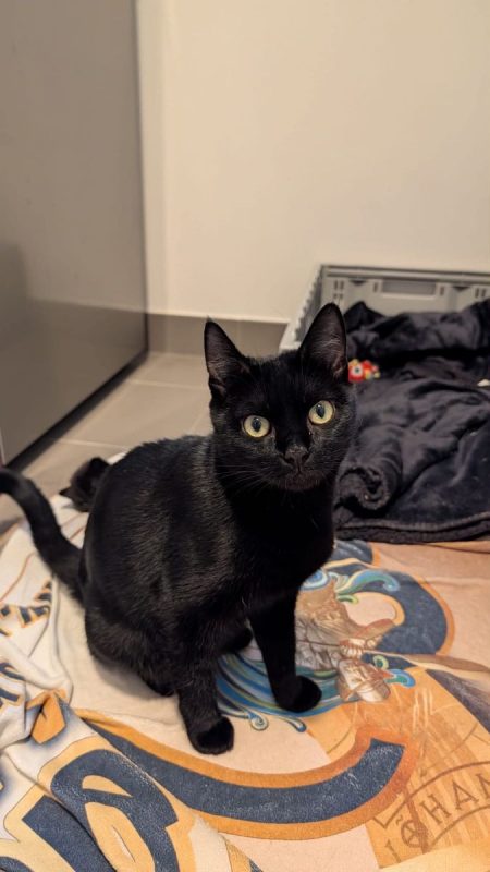 Ama - Chat Européen à adopter