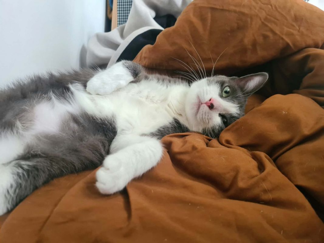 Silky - Chat Européen à adopter