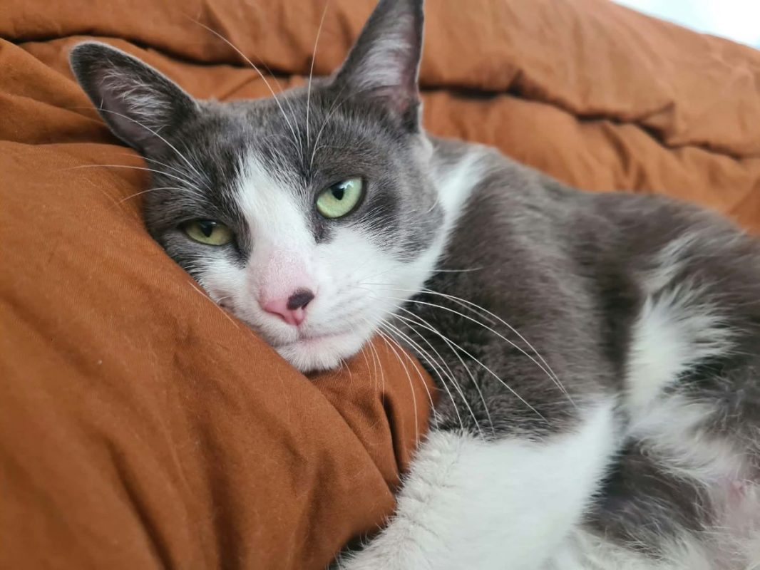 Silky - Chat Européen à adopter - photo 3