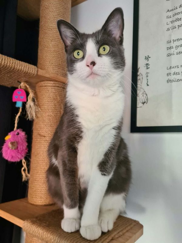Silky - Chat Européen à adopter - photo 2