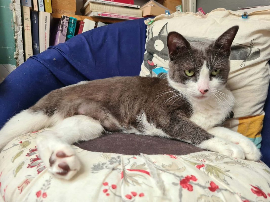 Silky - Chat Européen à adopter - photo 4
