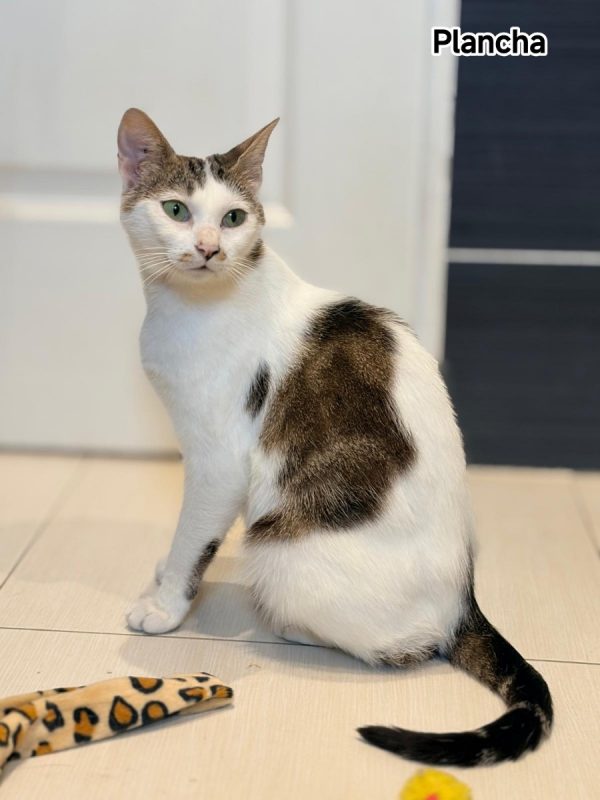 Plancha - Chat Européen à adopter