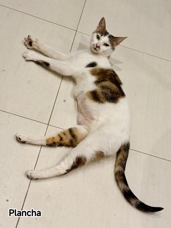 Plancha - Chat Européen à adopter - photo 2
