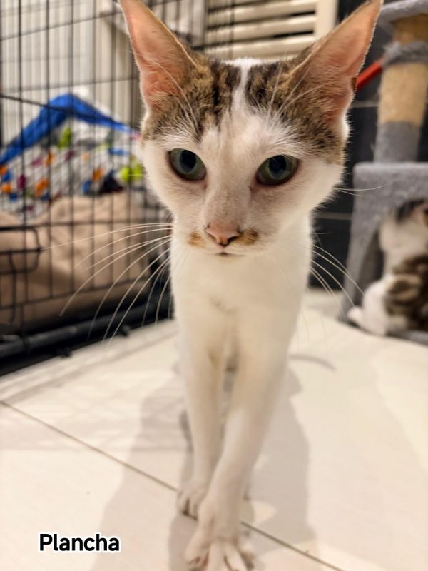 Plancha - Chat Européen à adopter - photo 3