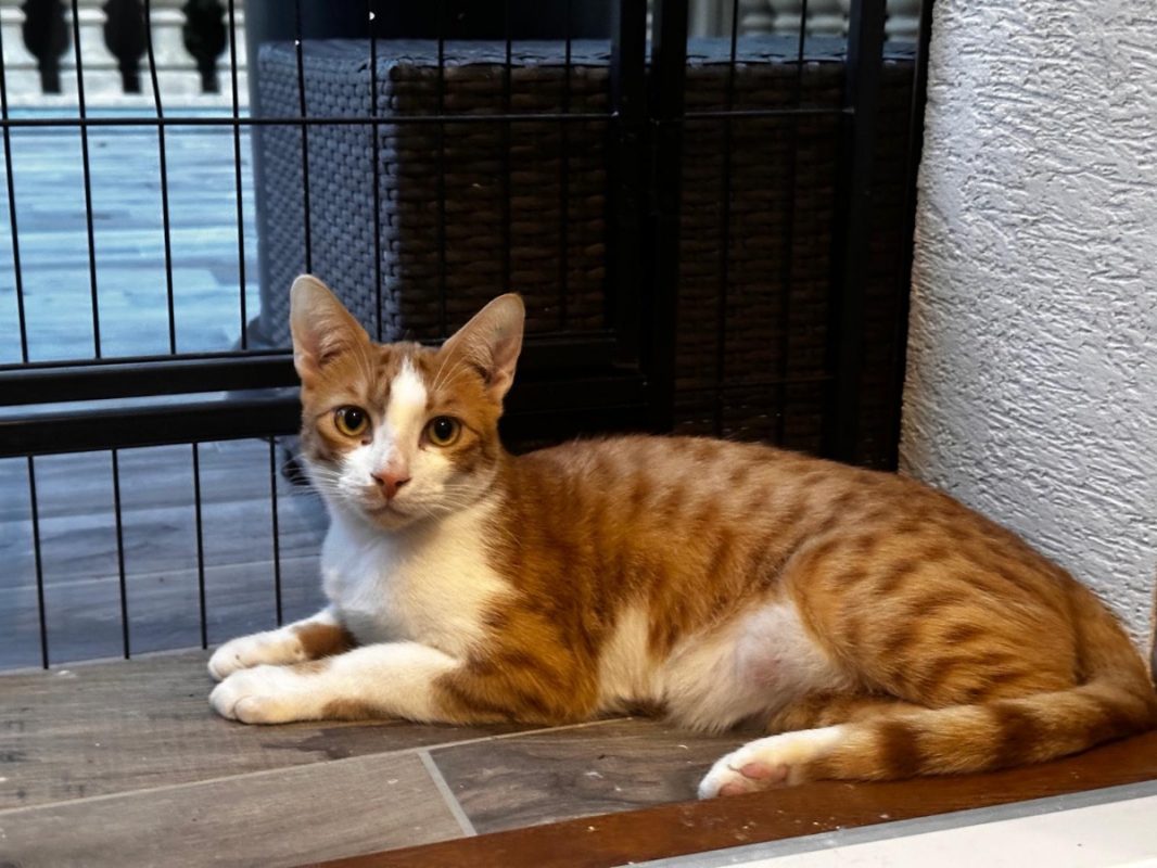 Simba - Chat Européen à adopter