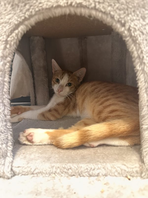 Simba - Chat Européen à adopter - photo 4