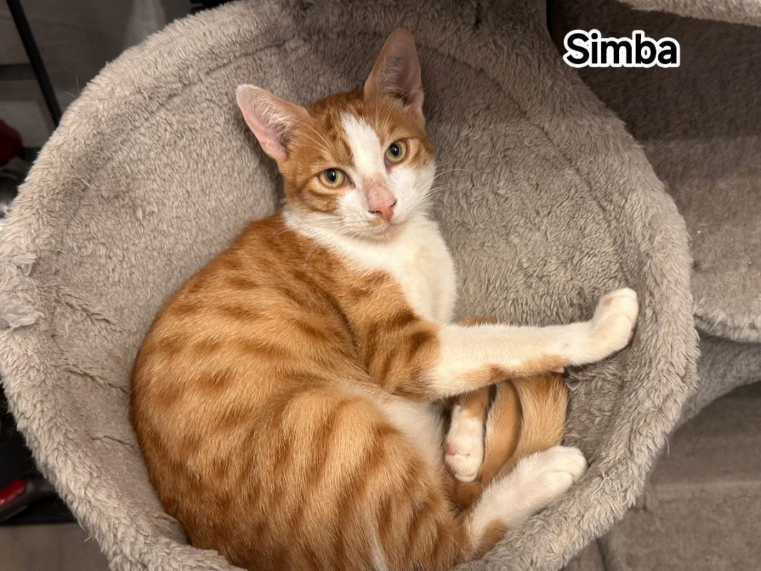 Simba - Chat Européen à adopter - photo 2