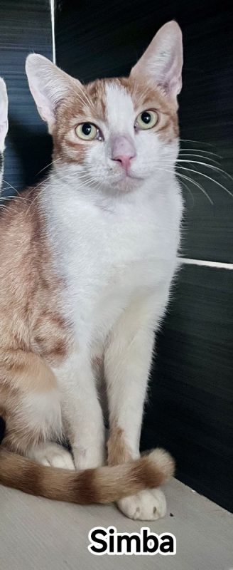Simba - Chat Européen à adopter - photo 3
