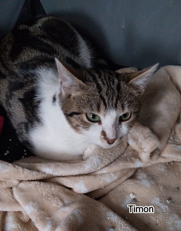 Timon - Chat Européen à adopter
