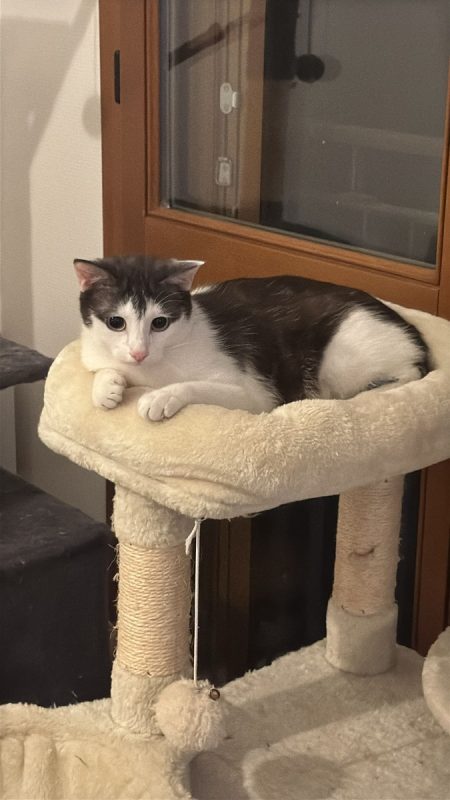 Tor - Chat Européen à adopter - photo 2