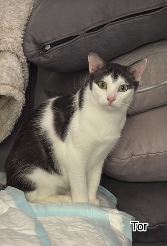 Tor - Chat Européen à adopter - photo 4
