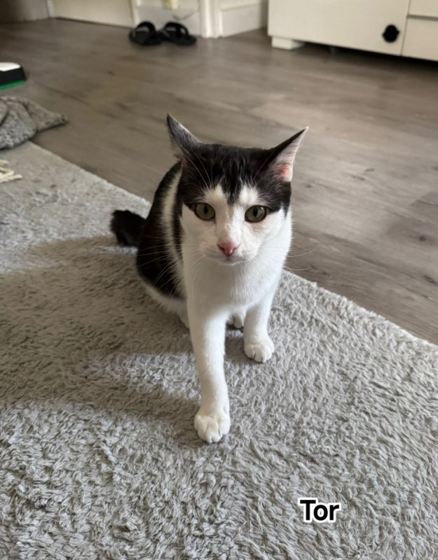 Tor - Chat Européen à adopter - photo 3