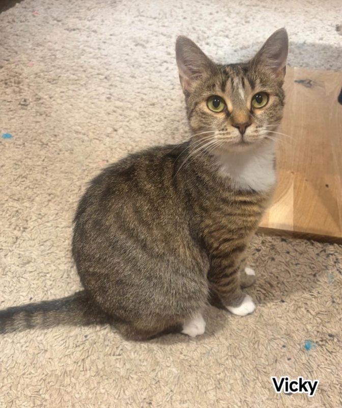 Vicky - Chat Européen à adopter