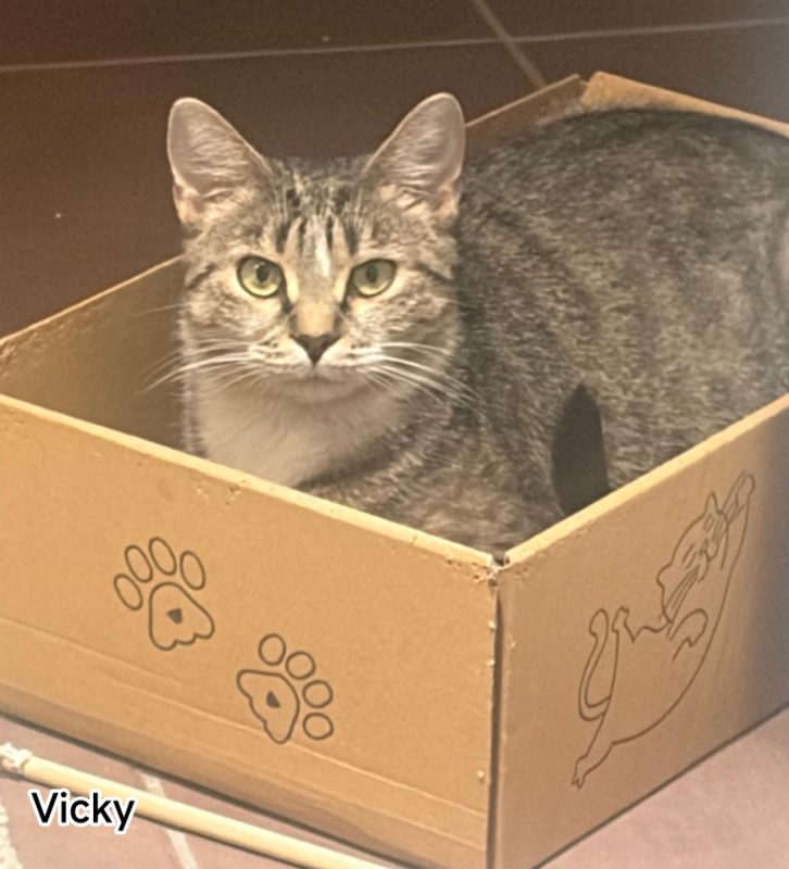 Vicky - Chat Européen à adopter - photo 3