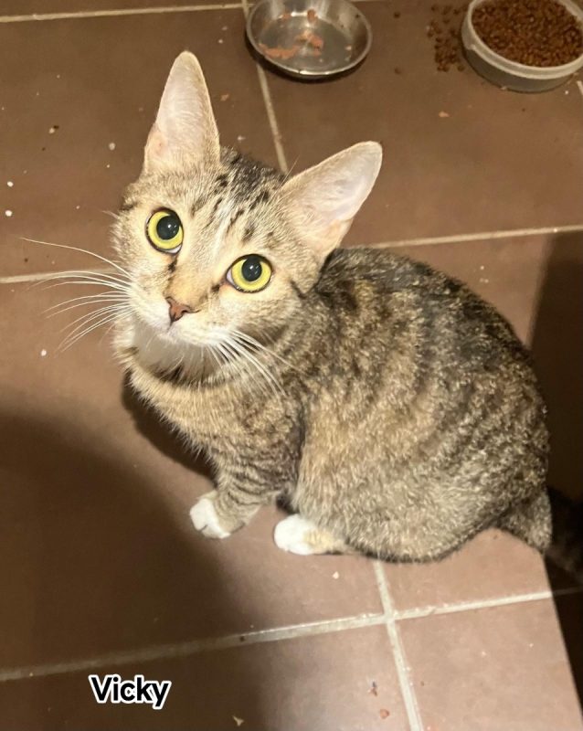 Vicky - Chat Européen à adopter - photo 4