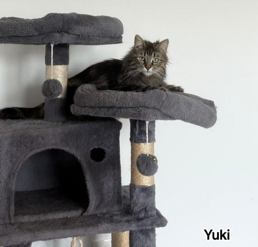 Yuki - Chat Européen à adopter - photo 3