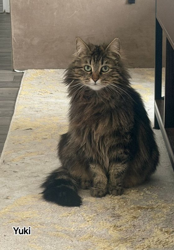 Yuki - Chat Européen à adopter