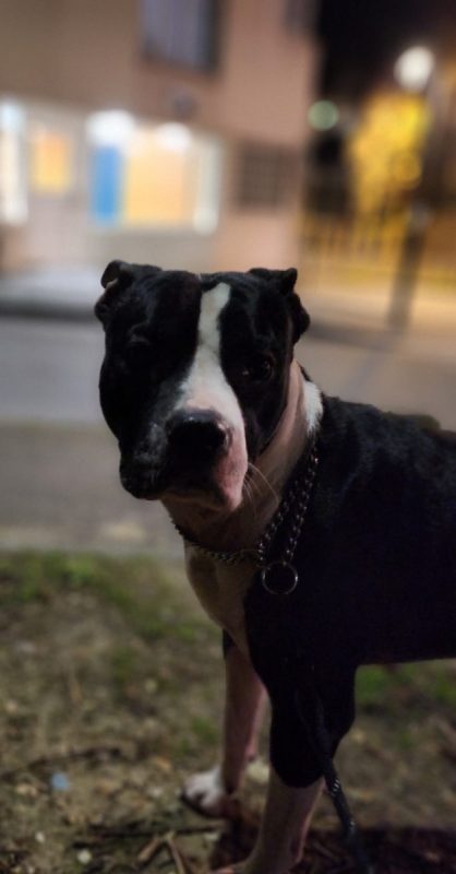 Raven - Chien Staffordshire Bull Terrier à adopter