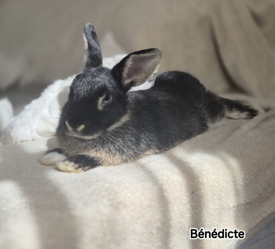 Benedicte - Rongeur Lapin à adopter - photo 4