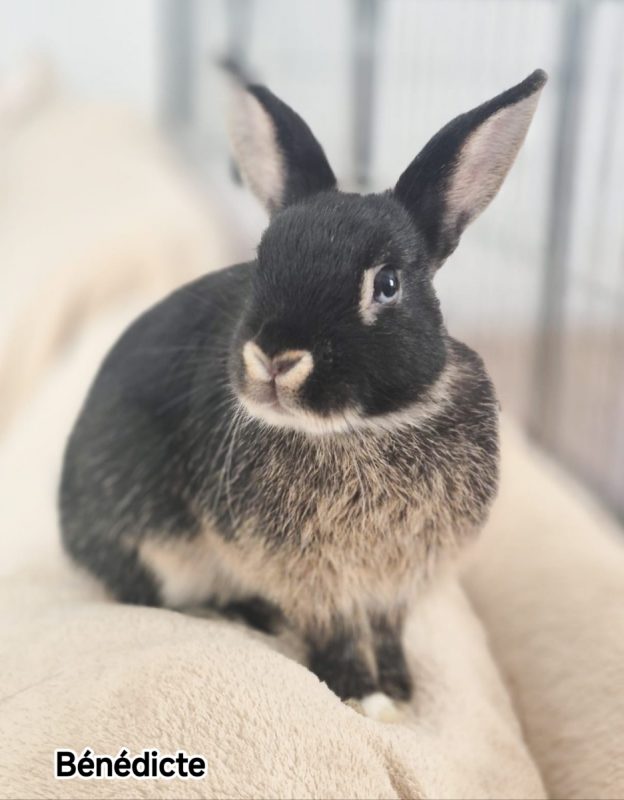 Benedicte - Rongeur Lapin à adopter - photo 3